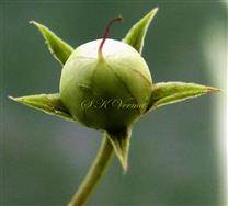  Capsule